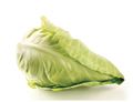 CABBAGE SPRING POINTED